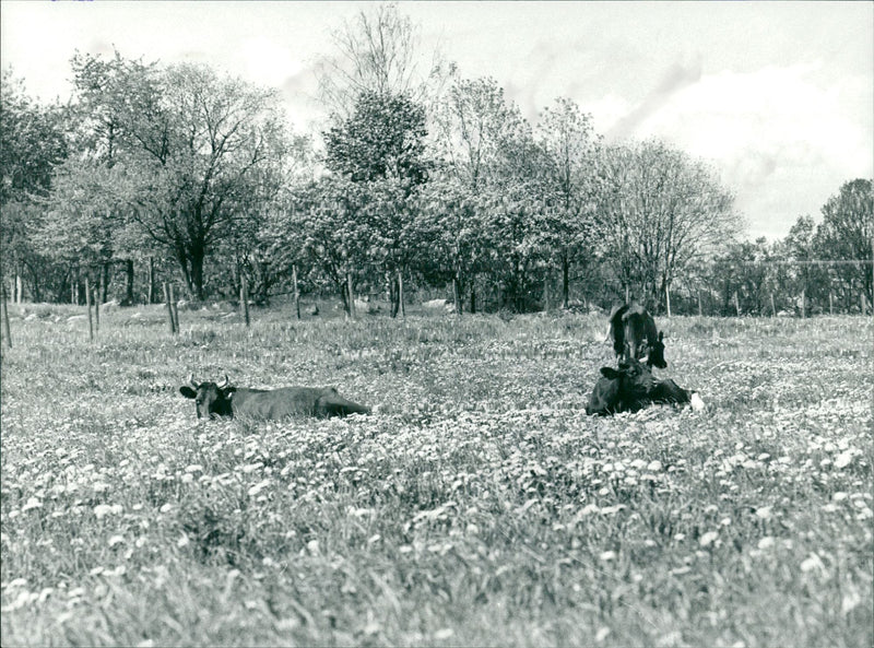 Cows in a Meadow - Vintage Photograph