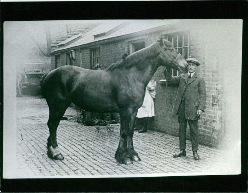 Norwich Horse - Vintage Photograph