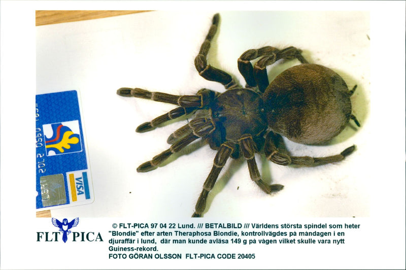 In the world's largest spider called "Blondie" - Vintage Photograph
