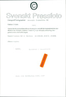 Spider Net - Vintage Photograph