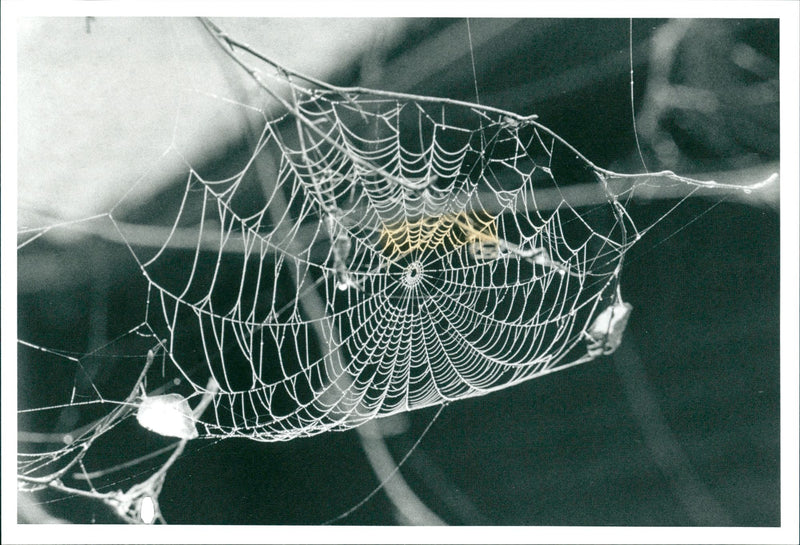 Spider Net - Vintage Photograph