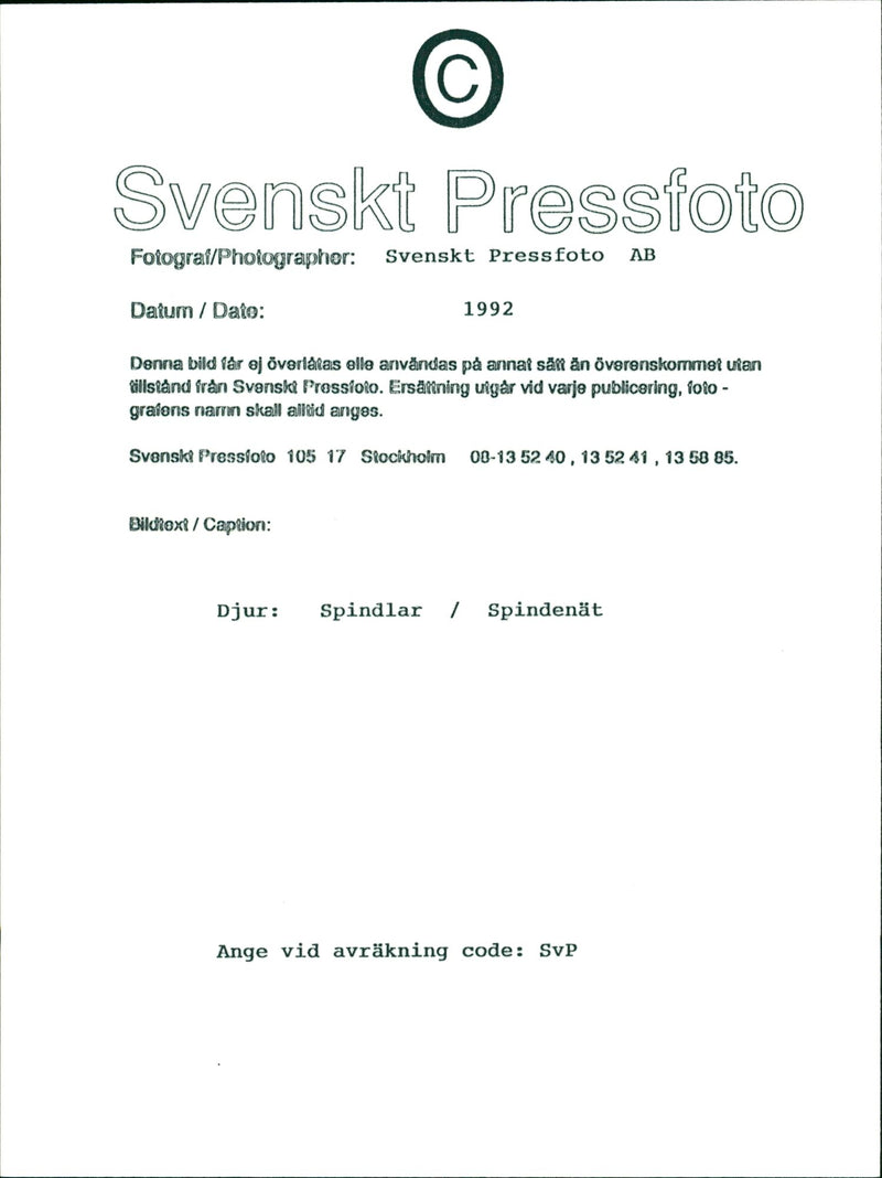 Spider Web - Vintage Photograph