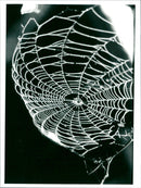 Spider Web - Vintage Photograph
