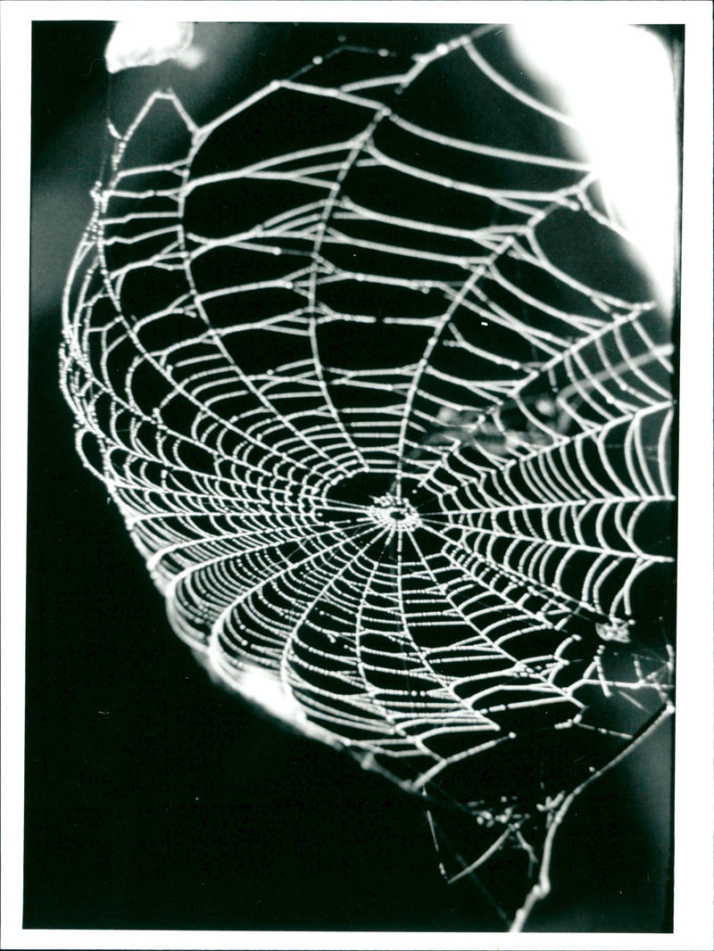 Spider Web - Vintage Photograph