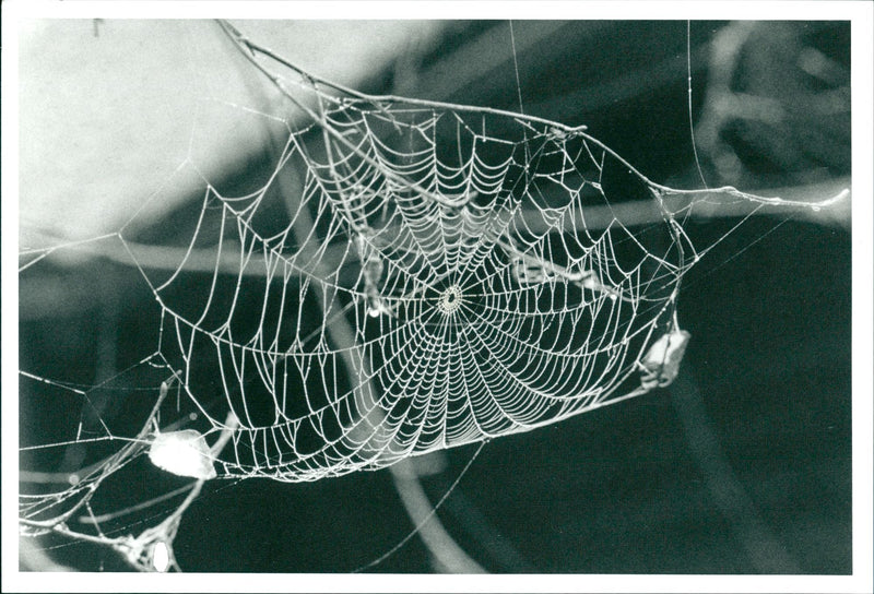 Spider Net - Vintage Photograph