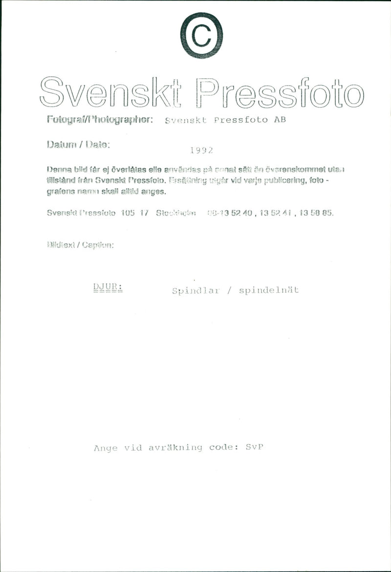 Spider Net - Vintage Photograph