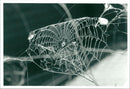 Spider Net - Vintage Photograph