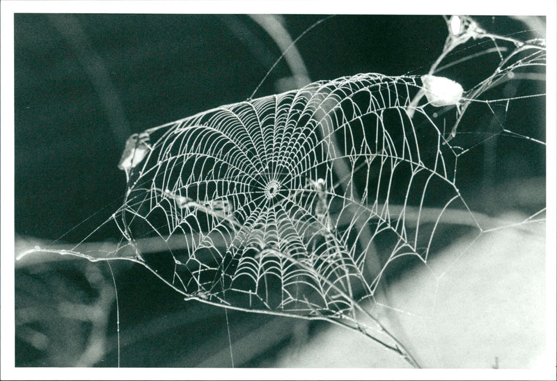 Spider Net - Vintage Photograph