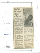 1970 RELIABLE HAS NATURAL COW ANIMALS FILBUNS ANNOUNCED INTEL INEFFICIENT JUST - Vintage Photograph