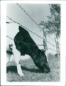 1970 RELIABLE HAS NATURAL COW ANIMALS FILBUNS ANNOUNCED INTEL INEFFICIENT JUST - Vintage Photograph