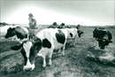 CRAWL ANIMALS ALMOST YOUNG EBONDS TIMES WHEAT AND ANCIENT COMMON COWS ARE - Vintage Photograph