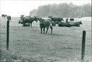 UTLAN SWEDEN ANIMALS COWS DAR FOTO DAILED PRESSO STOCKHOLM INGAT - Vintage Photograph