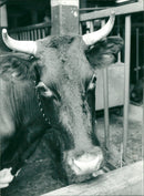 1978 NOTE COWS DAIBADE ENGLISH REAL ANIMAL - Vintage Photograph
