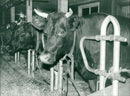 1980 OTHER PICA ANIMALS DISCLOSED NYHETSREDAKTIONEN EVERY - Vintage Photograph