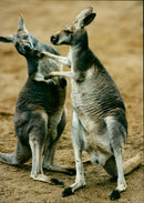 Kangaroos Hunt in Australia. - Vintage Photograph