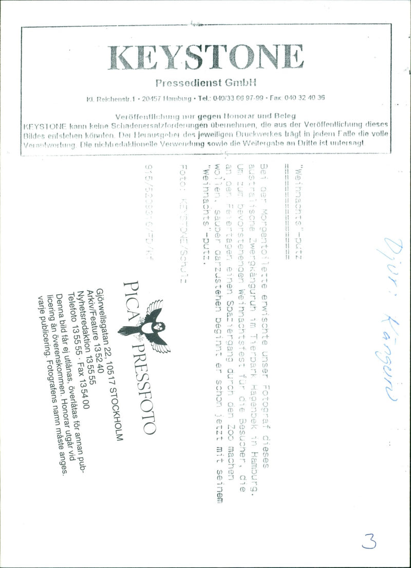 Kangaroo - Vintage Photograph