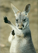 Kangaroo - Vintage Photograph