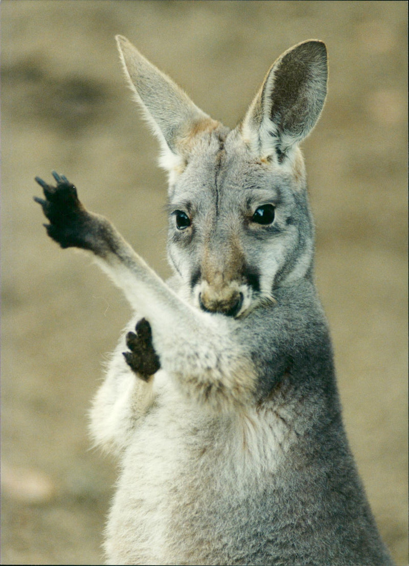 Kangaroo - Vintage Photograph