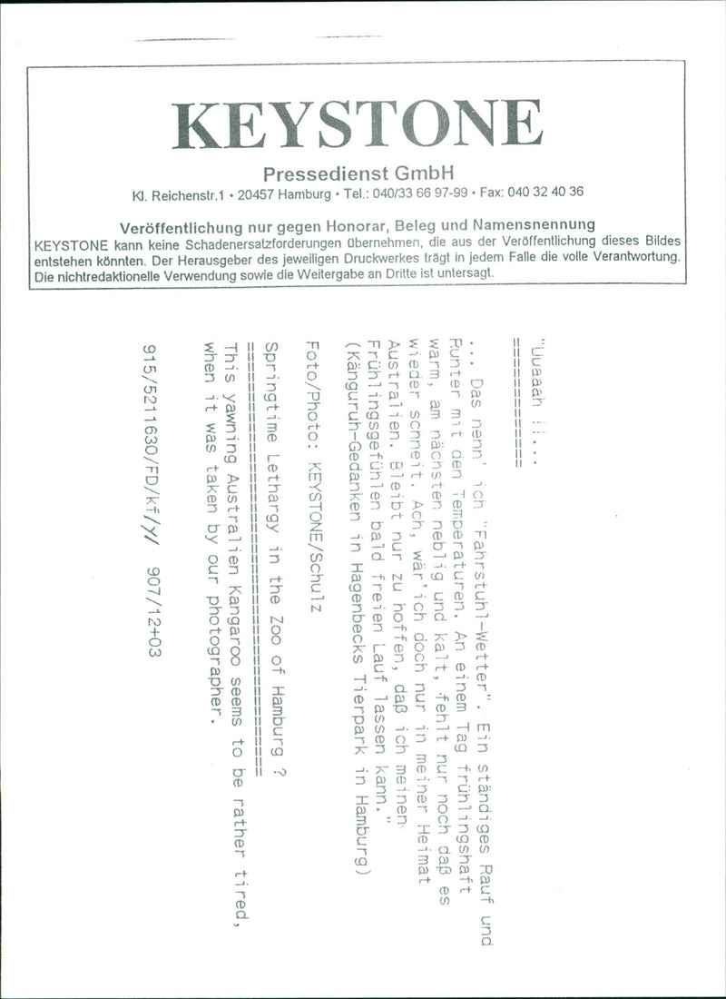 Kangaroo in the Zoo of Hamburg. - Vintage Photograph