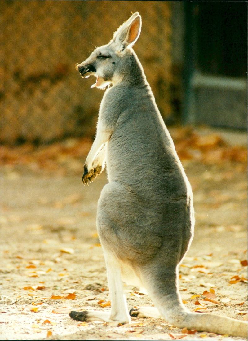 Kangaroo in the Zoo of Hamburg. - Vintage Photograph