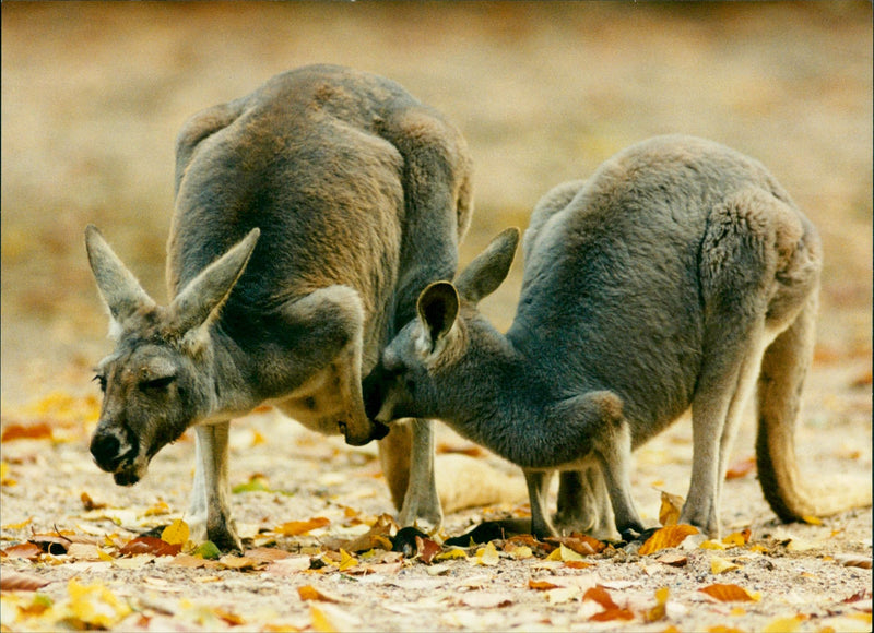 Kangaroo - Vintage Photograph
