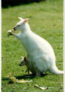 Kangaroo - Vintage Photograph