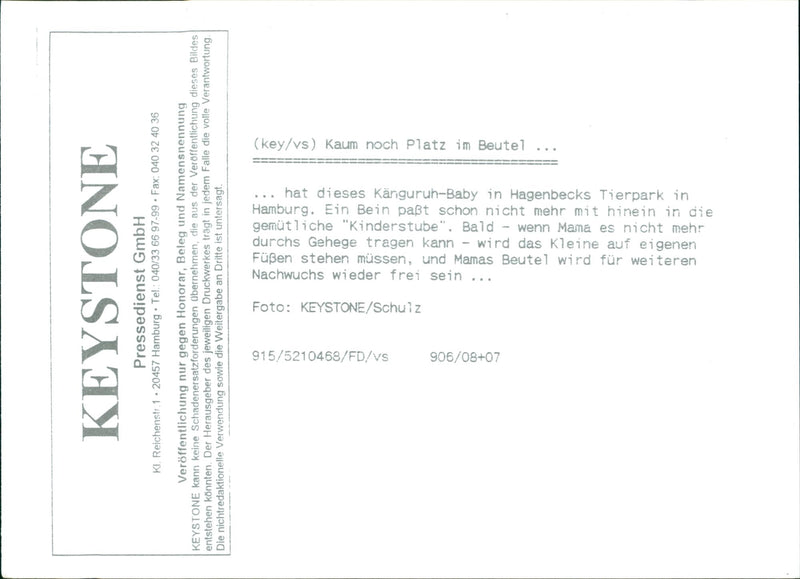 Kangaroo - Vintage Photograph