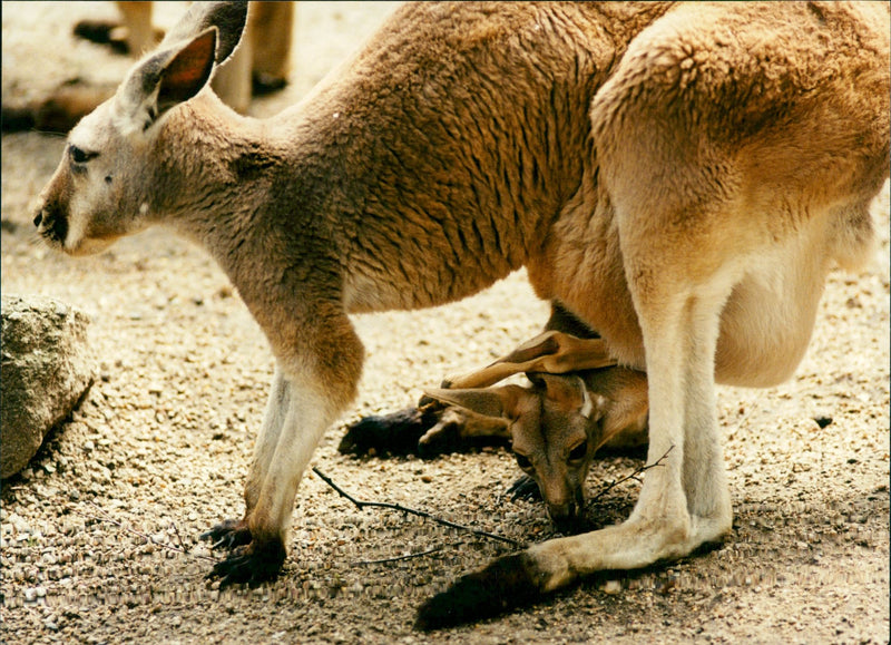 Kangaroo - Vintage Photograph
