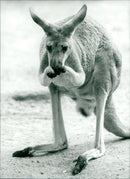 Kangaroo - Vintage Photograph