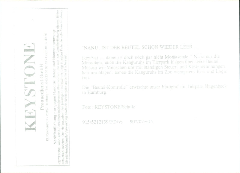 Kangaroo - Vintage Photograph