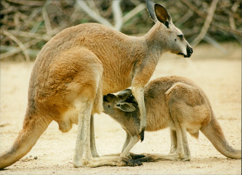 Kangaroo - Vintage Photograph