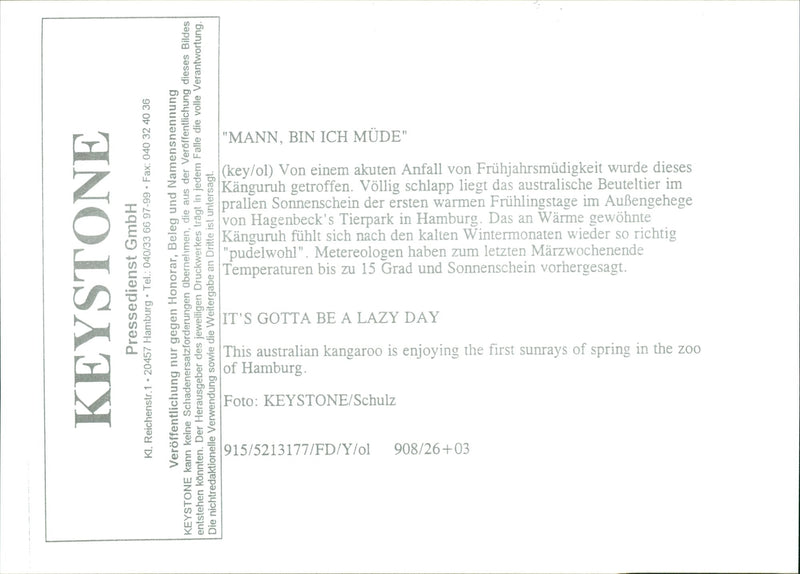 Kangaroo - Vintage Photograph