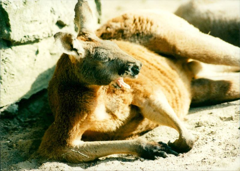 Kangaroo - Vintage Photograph