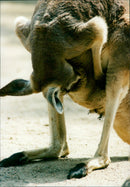 Kangaroo - Vintage Photograph
