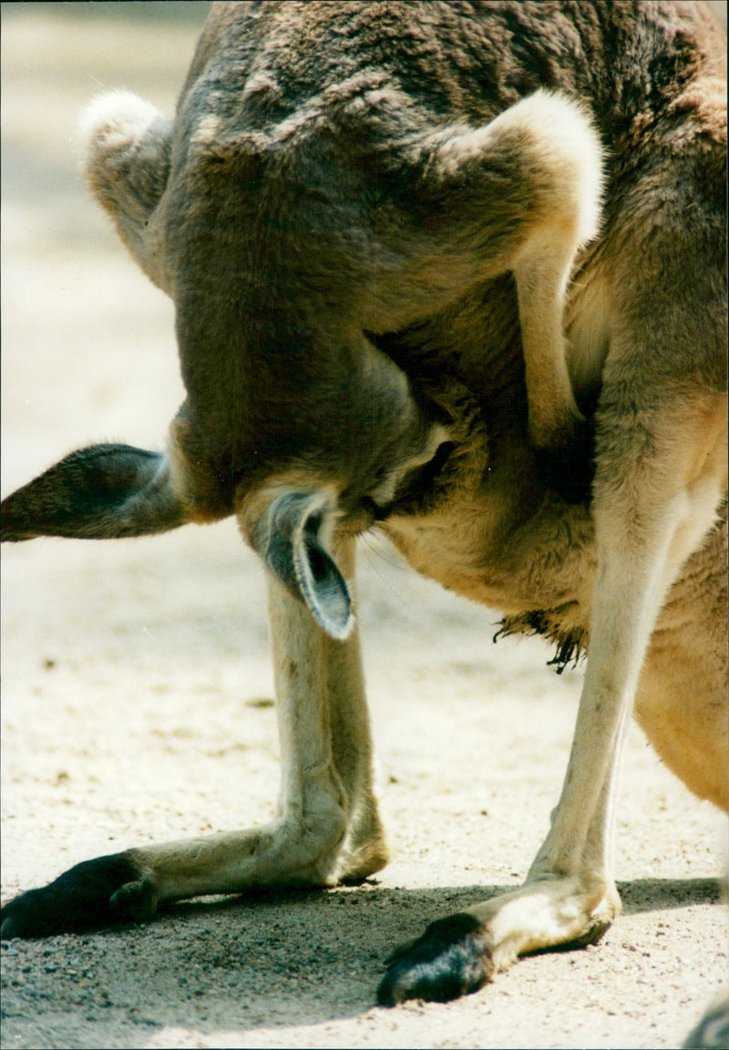 Kangaroo - Vintage Photograph