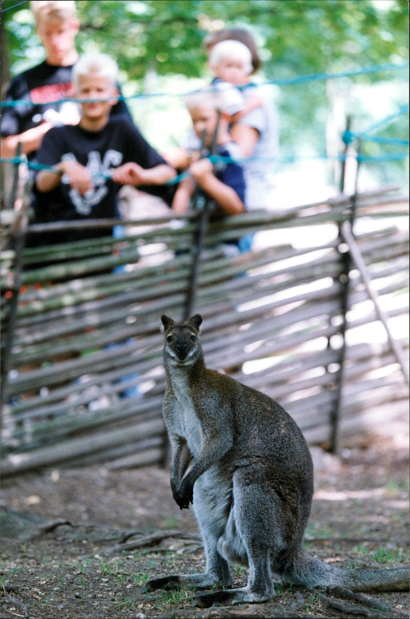 Kangaroo - Vintage Photograph
