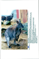 Kangaroo - Vintage Photograph