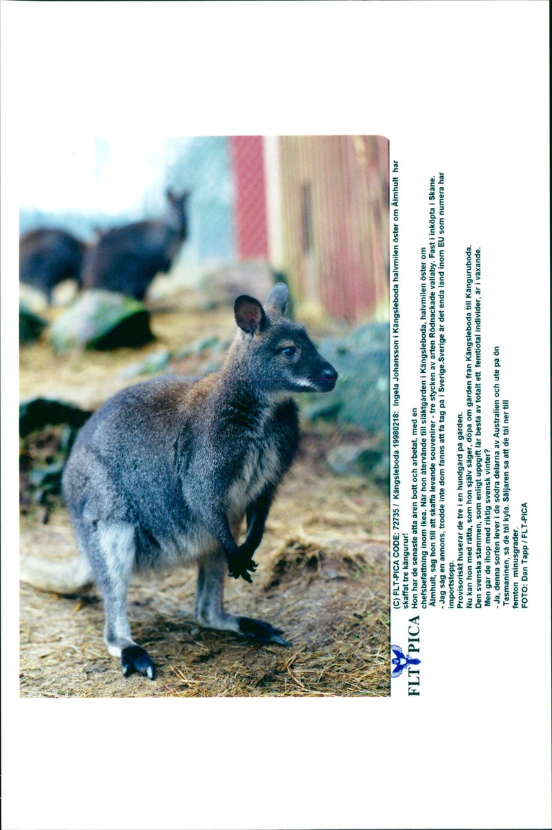 Kangaroo - Vintage Photograph