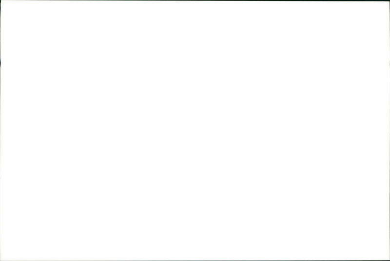 Kangaroo - Vintage Photograph