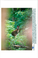 Kangaroo - Vintage Photograph