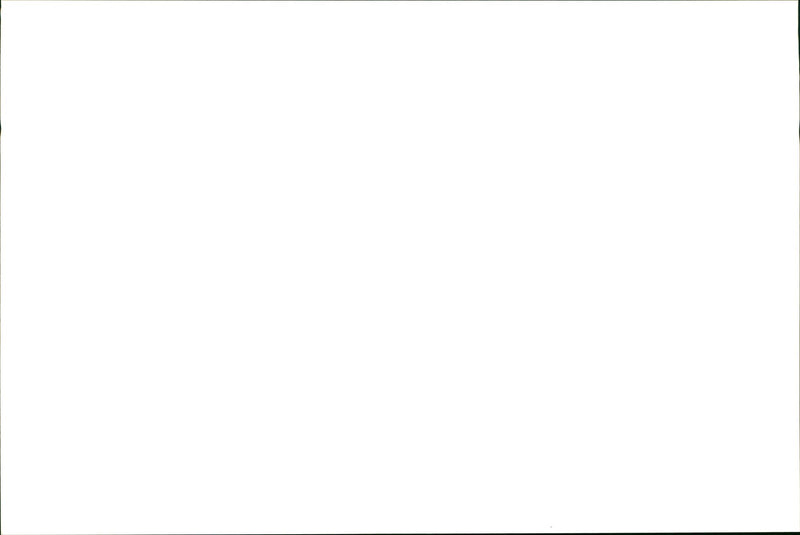 Kangaroo - Vintage Photograph