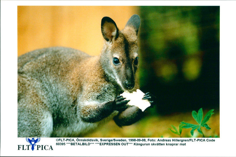 Kangaroo - Vintage Photograph