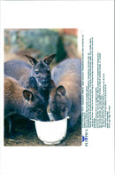 Kangaroo - Vintage Photograph