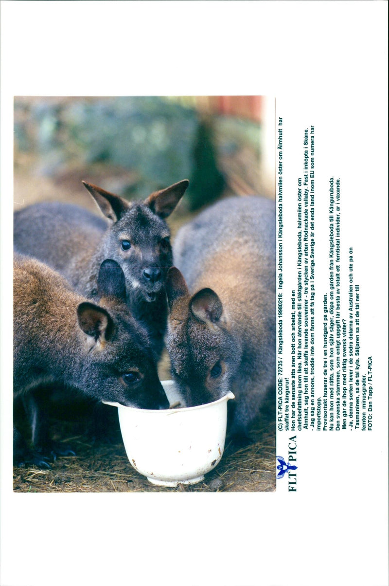 Kangaroo - Vintage Photograph