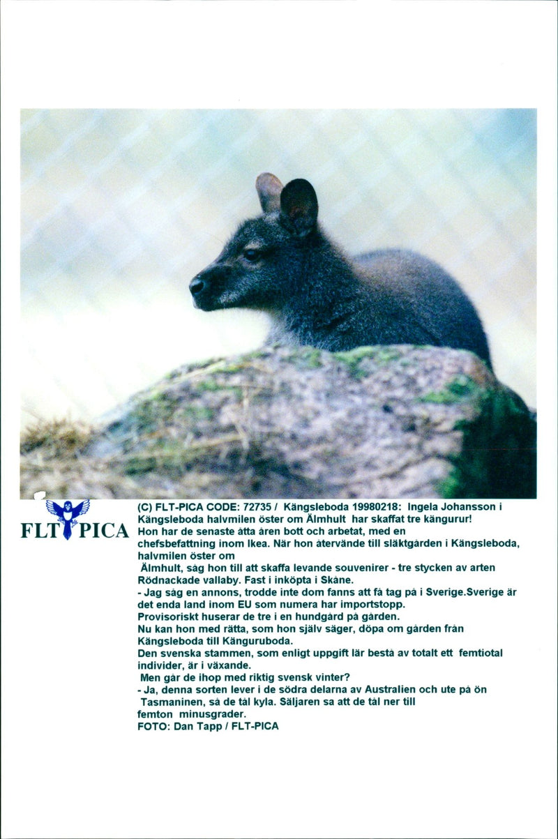 Kangaroo - Vintage Photograph