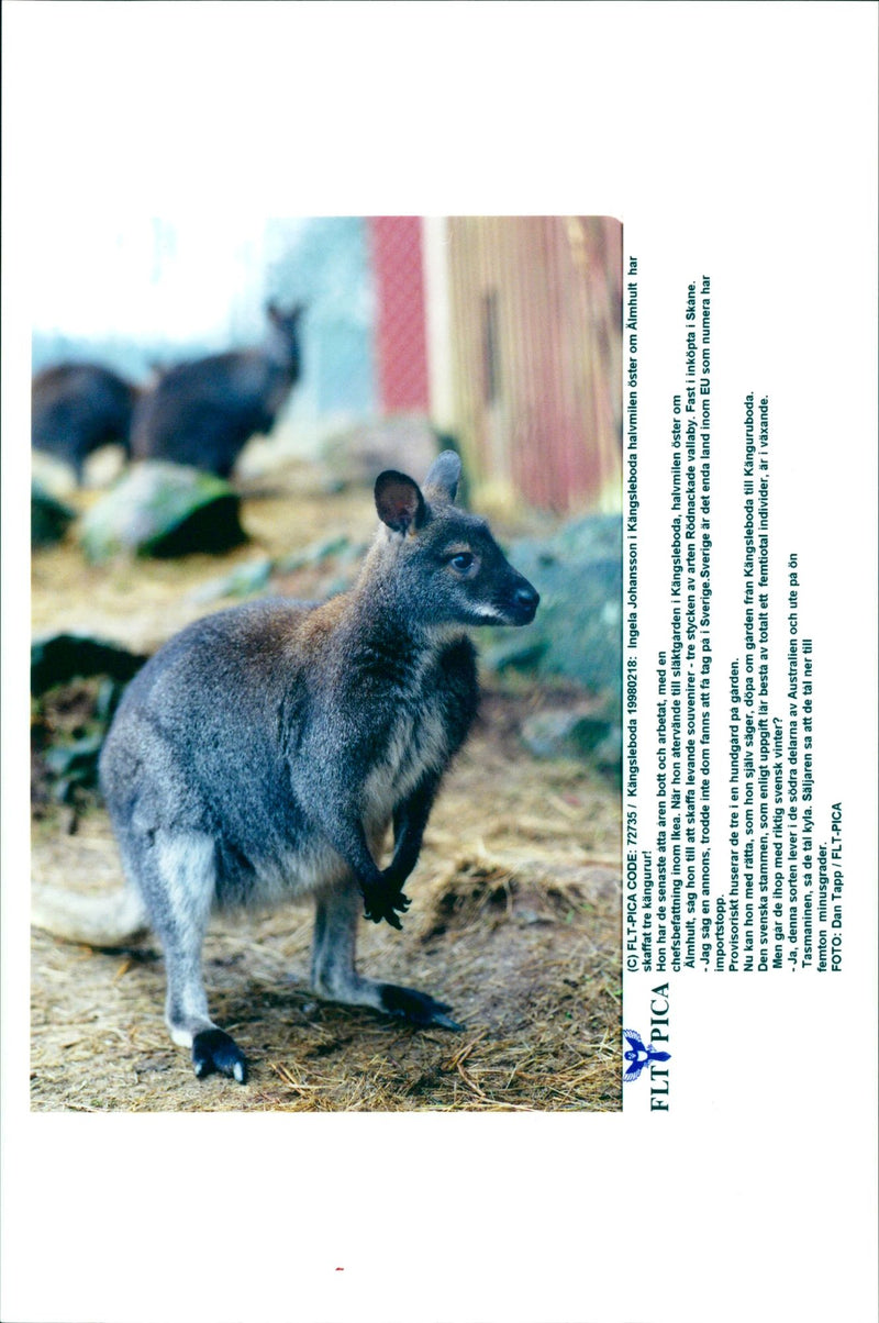 Kangaroo - Vintage Photograph