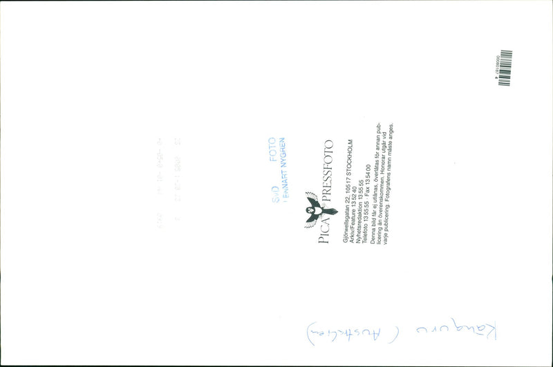 Kangaroo - Vintage Photograph