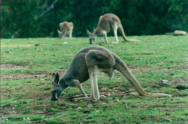 Kangaroo - Vintage Photograph