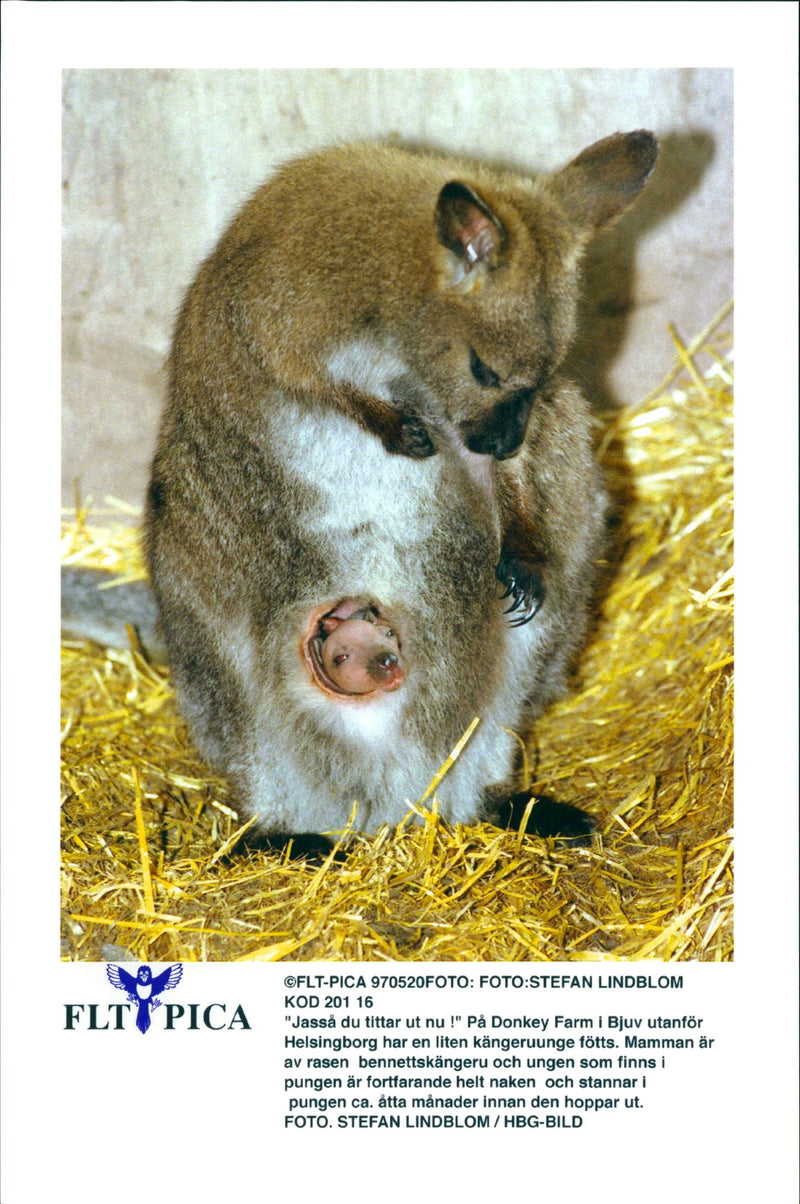 Kangaroo - Vintage Photograph