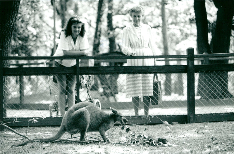 Kangaroo - Vintage Photograph